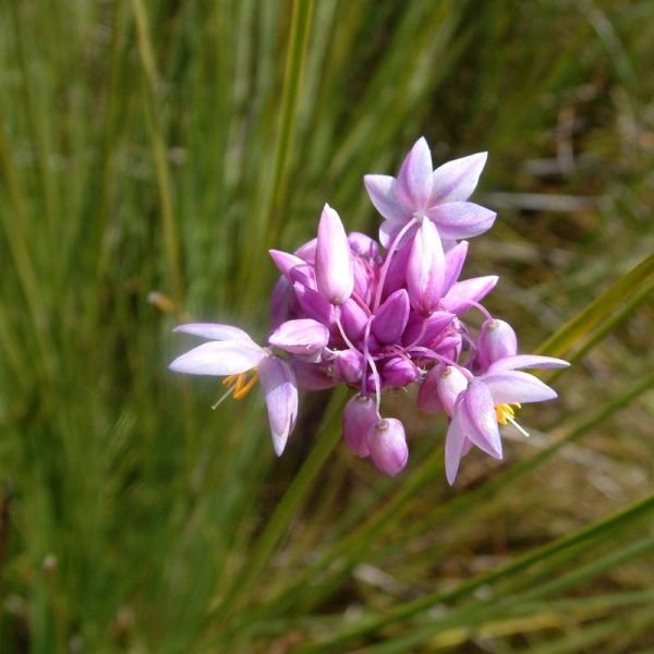 50 seeds Sowerbaea juncea Vanilla Rush Lily, easy to grow #IEB56