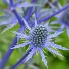 20 seeds blue Eryngium planum  Sea Holly, easy to grow     #IEB56
