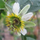 10 seeds Passiflora biflora Passionvine, easy to grow     #IEB56