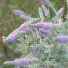 50 flower seeds Dalea villosa   Silky Prairie Clover, easy to grow     #IEB56