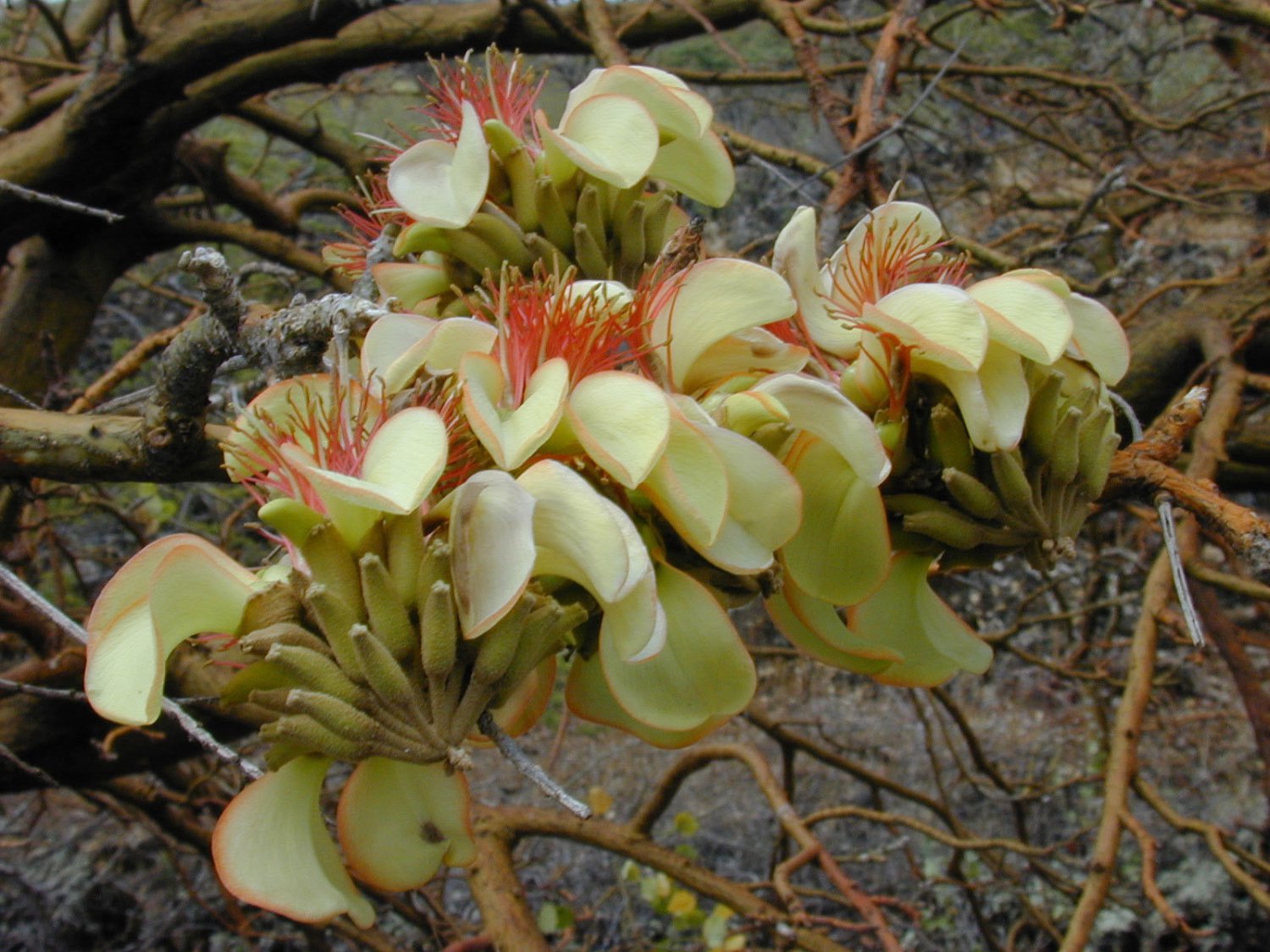 10 seeds Red-Bead Tree Adenanthera pavonina   False Wiliwili      #IEB56