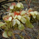 10 seeds Red-Bead Tree Adenanthera pavonina   False Wiliwili      #IEB56
