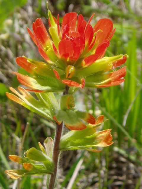 100 seeds Castilleja coccinea Scarlet Indian Paintbrush Prairie Fire #IEB56