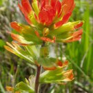 100 seeds Castilleja coccinea  Scarlet Indian Paintbrush   Prairie Fire      #IEB56