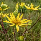 50 seeds yellow Silphium trifoliatum  Whorled-Rosinweed, easy to grow    #IEB56