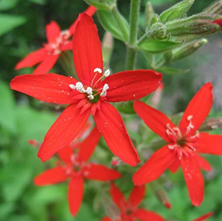 50 flower seeds red Silene regia   Royal Catchfly, fast growing #IEB56