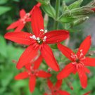 50 flower seeds red Silene regia   Royal Catchfly, fast growing #IEB56