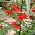 20 flower seeds Pentapetes phoenicea  Noon Flower  Midday Scarlet Mallow       #IEB56