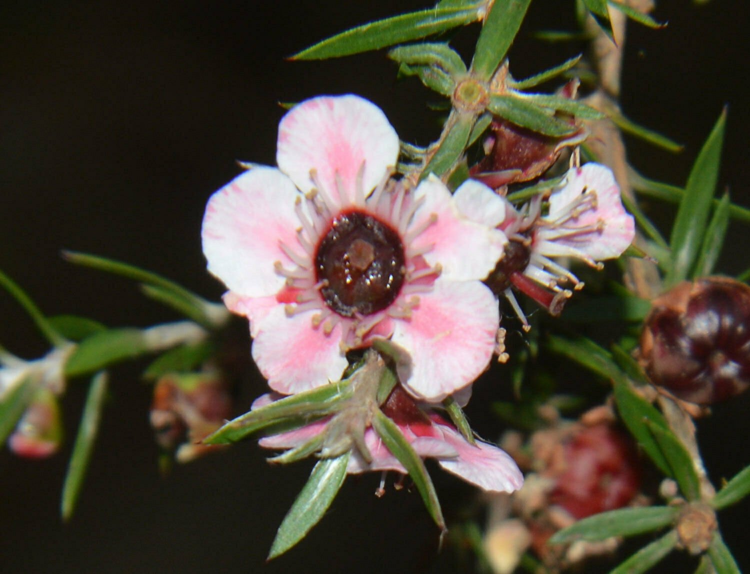 100 flower seeds pink Leptospermum Ray Williams, easy to grow   #IEB56