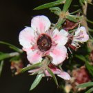 100 flower seeds pink Leptospermum Ray Williams, easy to grow   #IEB56