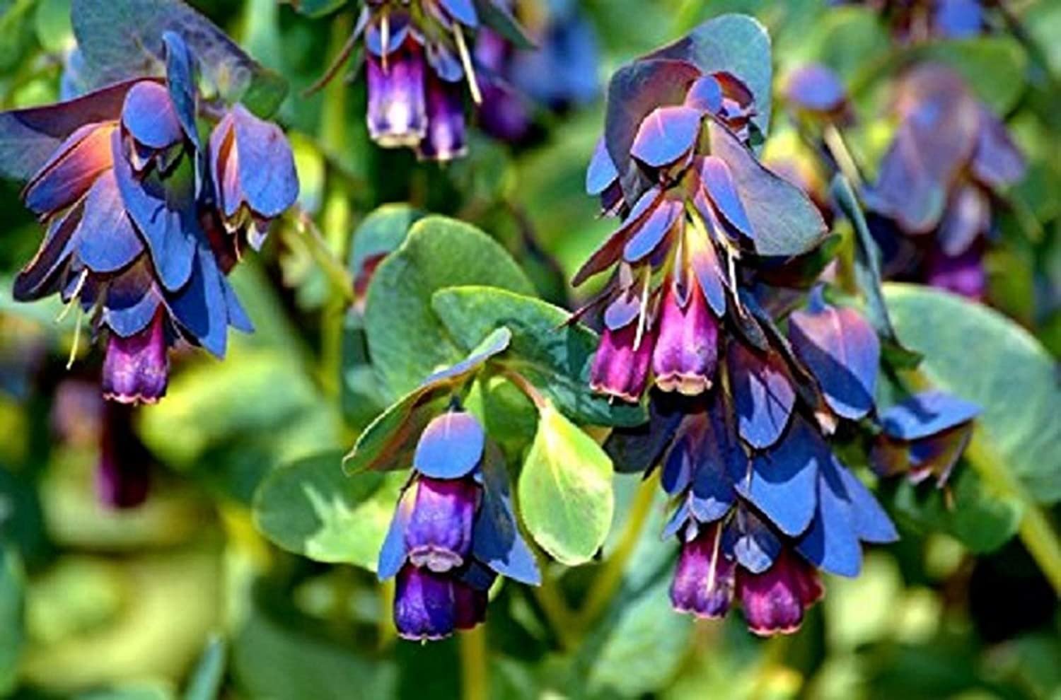 10 Flower Seeds Blue Shrimp Honeywort Cerinthe Major Ieb58