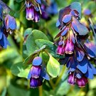 10 flower seeds Blue Shrimp Honeywort Cerinthe Major #IEB58