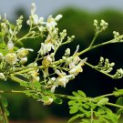 10 seeds Drumstick Tree Moringa Oleifera, easy to grow   #IEB59