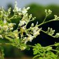10 seeds Drumstick Tree Moringa Oleifera, easy to grow   #IEB59