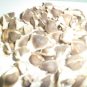 10 seeds Drumstick Tree Moringa Oleifera, easy to grow   #IEB59