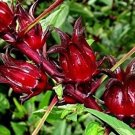 10 seeds Jamaican Sorrel Roselle  Gongura  Hibiscus Sabdariffa Sour leaf       #IEB59