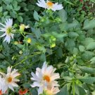 30 flower seeds Dahlia Perennial Single Open Centered mix color  #IEB59