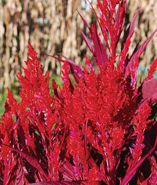 50 flower seeds red Celosia Dragon's Breath, easy to grow    #IEB59