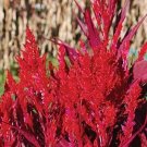 50 flower seeds red Celosia Dragon's Breath, easy to grow    #IEB59