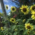 50 flower seeds Yellow Orange Branching Sunflower, easy growing     #IEB59