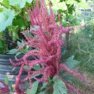 300 Flower Seeds pink Amaranth Grain Amaranthus Hypochondriacus    #IEB59