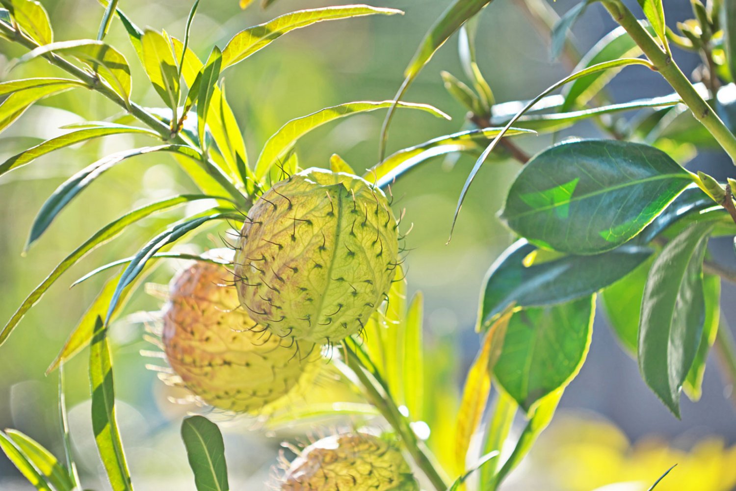 50 seeds Balloon Milkweed for Monarch Caterpillars