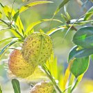 50 seeds Balloon Milkweed for Monarch Caterpillars Gomphocarpus physocarpus        #IEB59