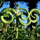 20 vegetable seeds Pretzel Bean Seeds Rare       #IEB59