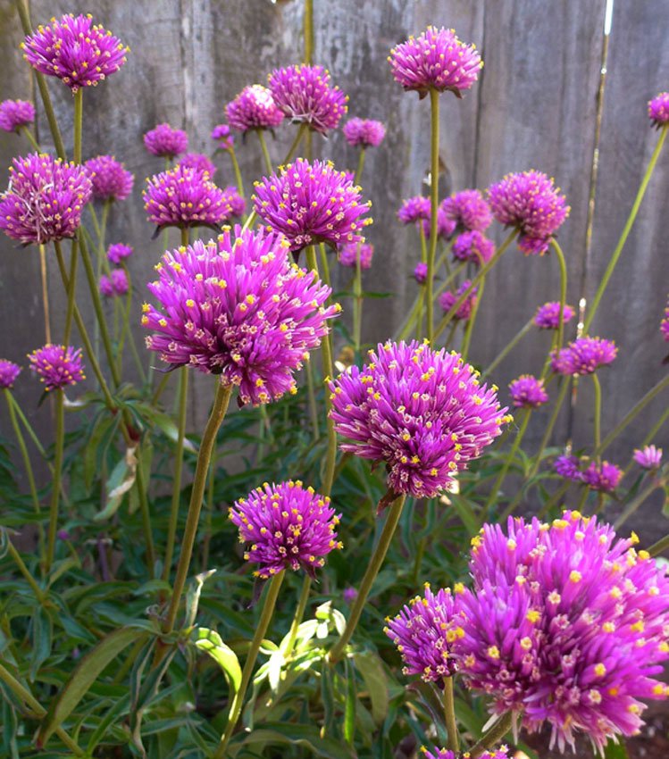 15 flowe seeds Gomphrena globose Globe Amaranth  #IEB59