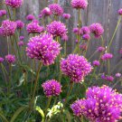 15 flowe seeds Gomphrena globose Globe Amaranth  #IEB59