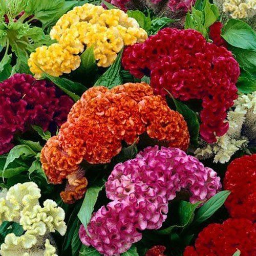 50 flower seeds Celosia Crested Mix Cockscomb  Colorful      #IEB59