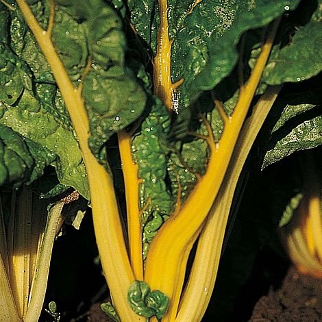 20 seeds Swiss Chard Mixed Pack Bright Yellow Orange    #IEB59