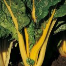 20 seeds Swiss Chard Mixed Pack Bright Yellow Orange    #IEB59