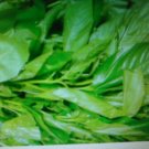 300   Jute Seeds, Egyptian Spinach Saluyot  Molokhia #IEB59