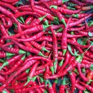 25 vegetable seeds Cayenne Pepper Red Long, easy to grow     #IEB59