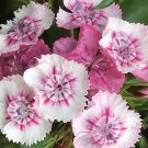 Flower Seeds  Sweet Williams Packet 1 gram dianthus Mixed Colors, easy to grow   #IEB60