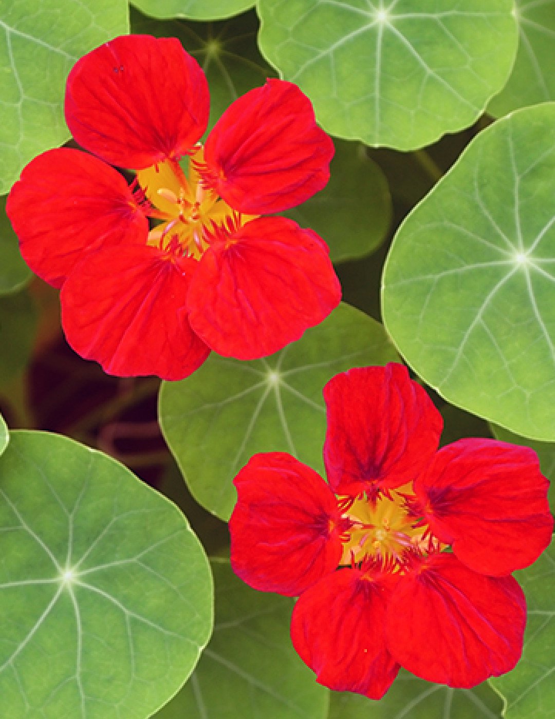 4 grams Flower Seeds Bright Red Nasturtium Empress Of India Packet   Waterfall     #IEB60