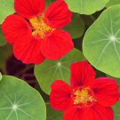 4 grams Flower Seeds Bright Red Nasturtium Empress Of India Packet   Waterfall     #IEB60