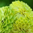 1 Gram Flower Seeds Zinnia Envy Packet Lime Green Blooms     #IEB60