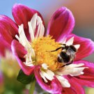 1 Gram Flower Seeds Zin Master Zinnia Packet Fun Mix Many Colors   #IEB60