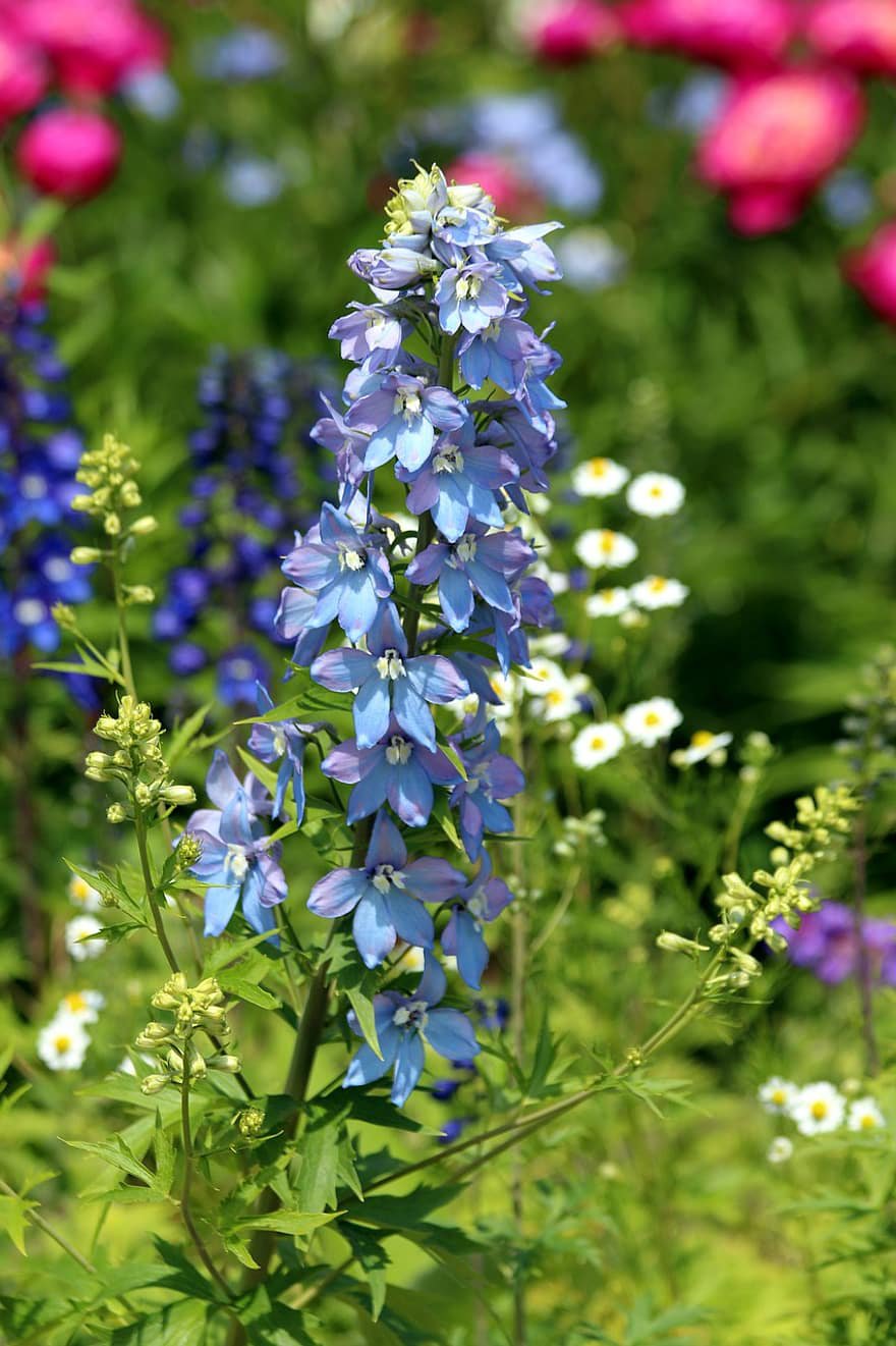 1 gram flower seeds Blue Bell Delphinium Larkspur consolida    #IEB60