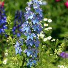 1 gram flower seeds Blue Bell Delphinium Larkspur consolida    #IEB60
