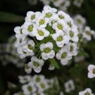 2 Grams Flower Seeds Alyssum Tall White Packet Lobularia Maritima      #IEB60