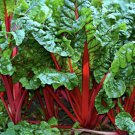 1 Gram vegetable seeds Swiss Chard Ruby Red          #IEB60