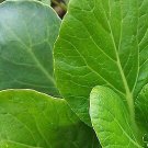 1 Gram Mustard Vegetable Seeds Tendergreen, easy to grow   #IEB60