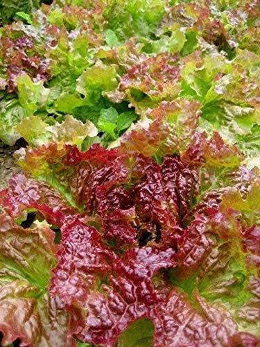 1 Gram  vegetable seeds Lettuce Prizehead Leaf   #IEB60