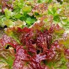 1 Gram  vegetable seeds Lettuce Prizehead Leaf   #IEB60
