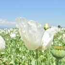 1 gram flower seeds Panjshir White Afghan Poppy, fast growing     #IEB60