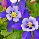 0.5 grams Blue Flower Seeds Columbine, easy to grow   #IEB60