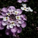 1 Gram Flower Seeds Dwarf Fairy Mix Candytuft     #IEB60